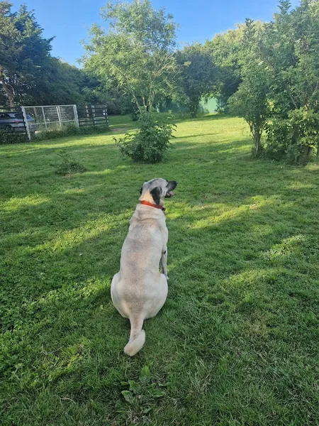 Well Dog Field secure private dog field in Grays, RM16 3NH