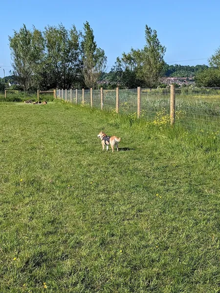 Woofy’s Dog Field secure private dog field in BA16 0JY