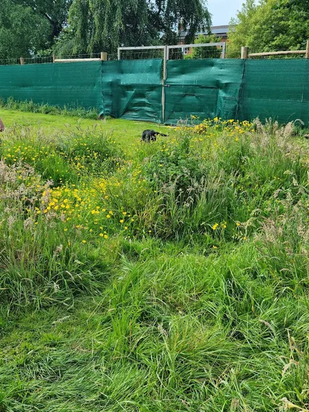 The Dog Paddock at Foston secure private dog field in Foston Derbyshire, DE65 5PJ