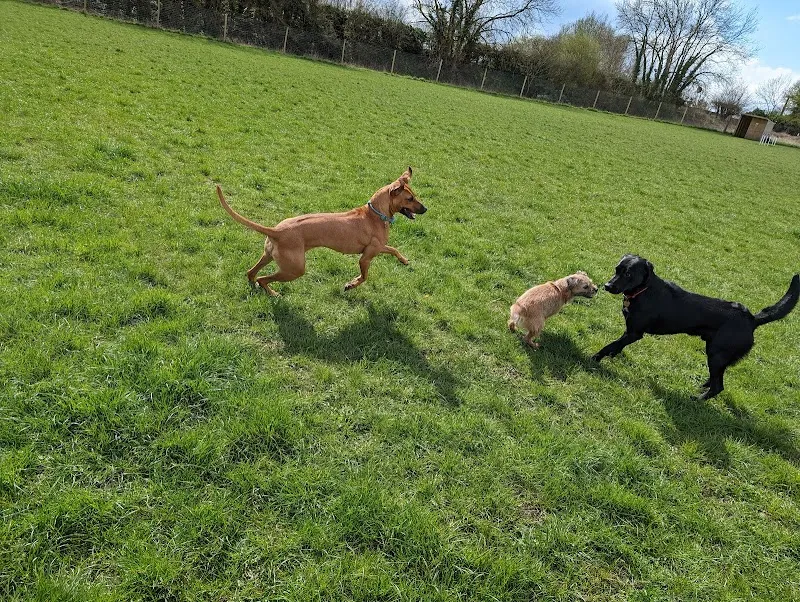 Pips paddocks secure private dog field in DE73 8HL