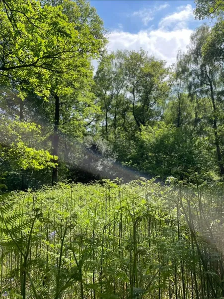 Woodland Walkies secure private dog field in Wiltshire, SN8 2FJ