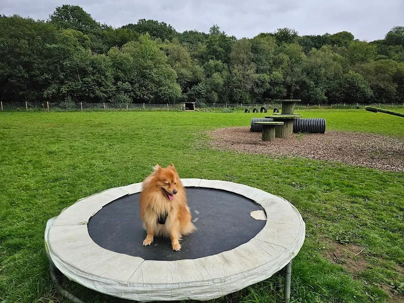 Islwyn Secure Dog Walking Field secure private dog field in Gelligroes, NP12 2HY