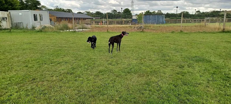 Glanwin Meadow secure private dog field in Buckingham, MK18 4AQ