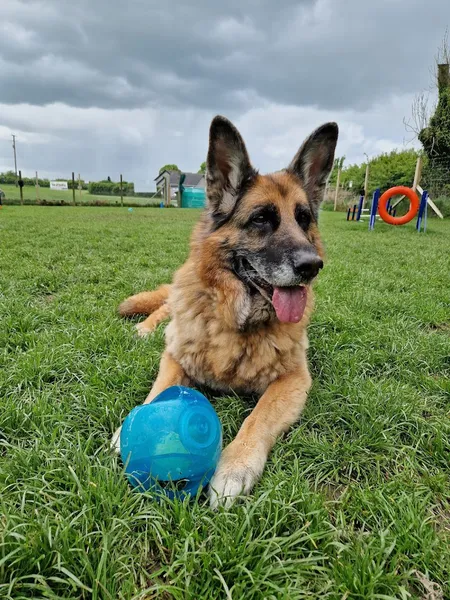 Beechgrove Doggy Fun Park secure private dog field in Banbridge, BT25 1ND