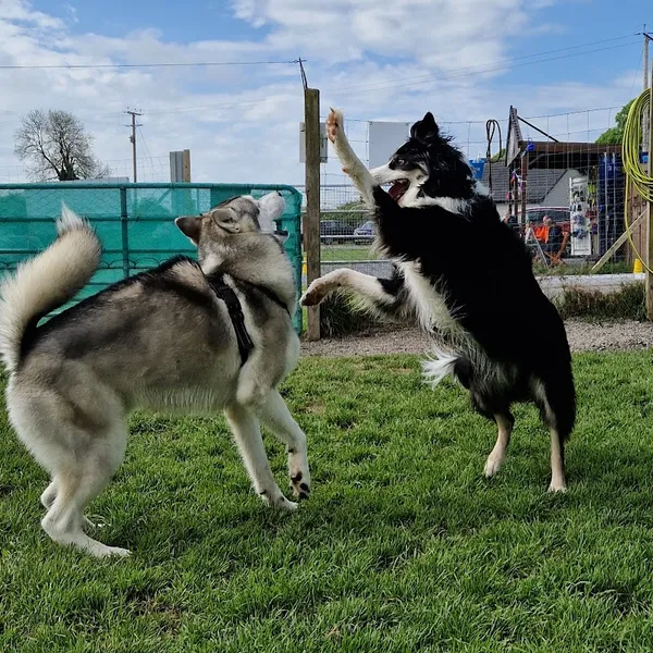 Beechgrove Doggy Fun Park secure private dog field in Banbridge, BT25 1ND