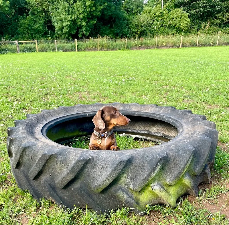 Exeter Dog Field secure private dog field in Clyst Honiton, EX5 2HN