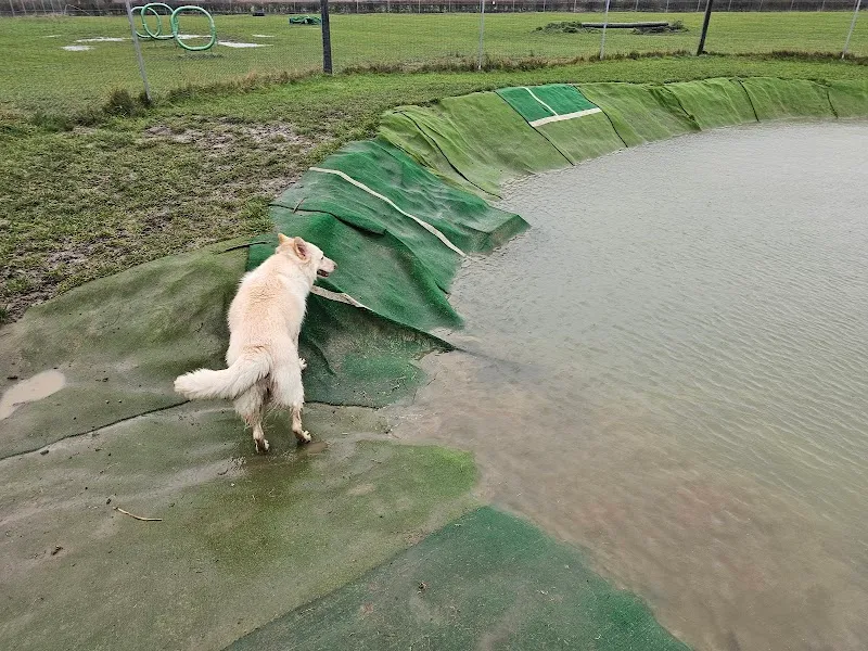 Highfields Hounds secure private dog field in Leamington Spa, CV47 1NF