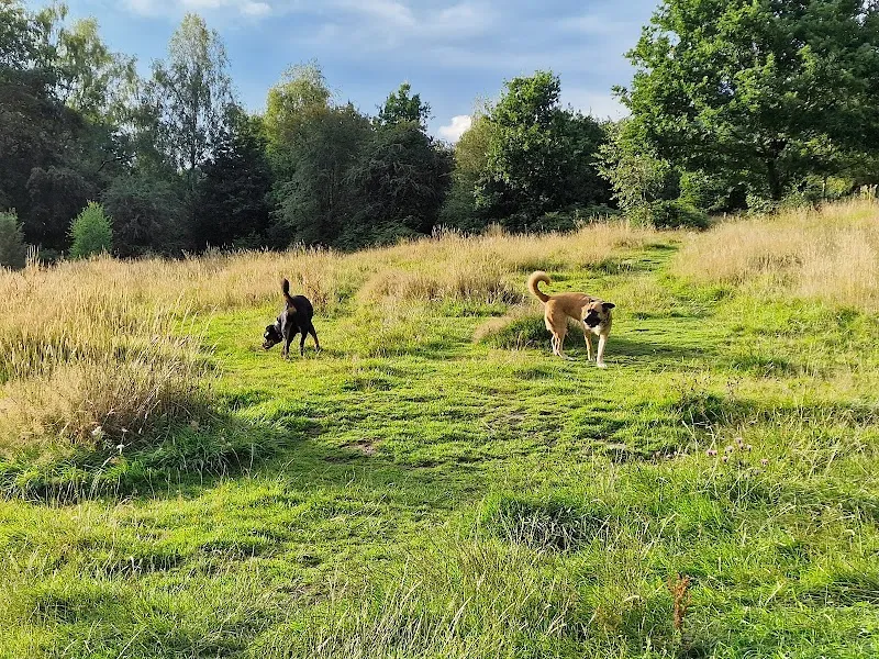 Paws and Play Paddock at Leashaw Farm secure private dog field in Matlock, DE4 5HF