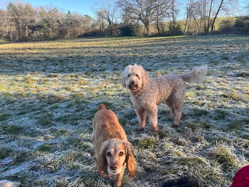 Paws & Play Secure Dog Field secure private dog field in Warwickshire, B94 5BG