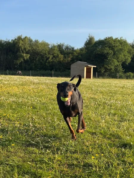 Hagley Park Secure Dog Field secure private dog field in Stourbridge, DY9 9LR