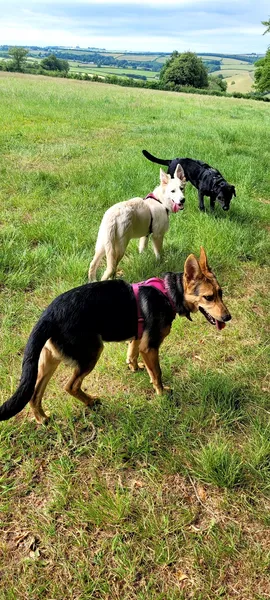 Paradise Dog Park secure private dog field in Devon, EX16 8JF
