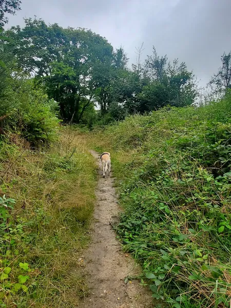 Kernow trail secure private dog field in PL26 8NN