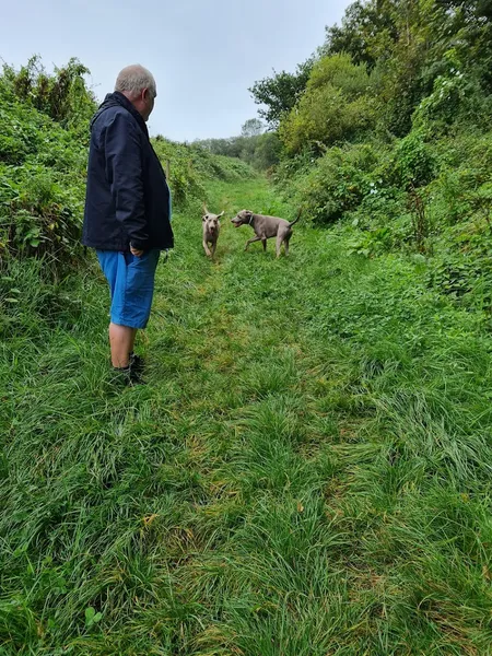 Kernow trail secure private dog field in PL26 8NN