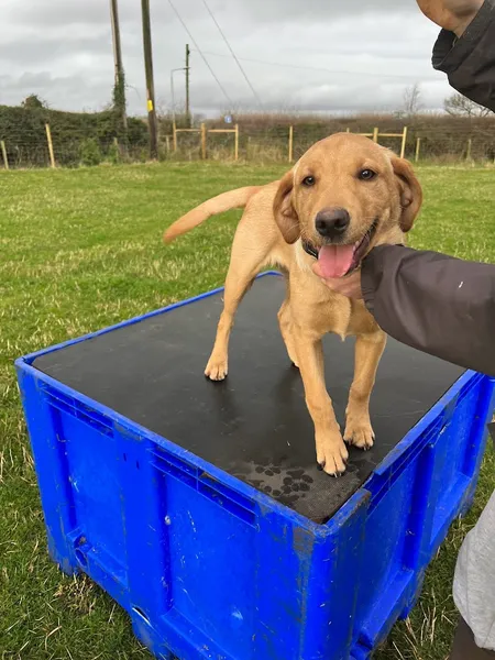 SecurePups North Muskham Secure Dog Field secure private dog field in Newark, NG23 6HH