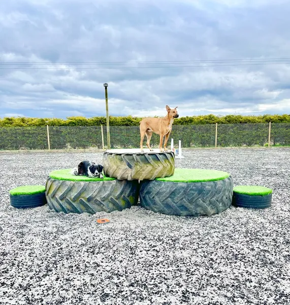 Duckhill Dog Park secure private dog field in Dunfermline, KY12 8HB