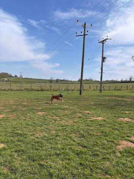 Broadacres Dog Walking Field secure private dog field in NN7 1AW