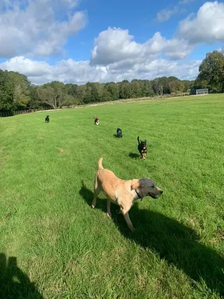 Northlands Meadows Dog Freedom Field Surrey & West Sussex secure private dog field in Charlwood, RH6 0EL