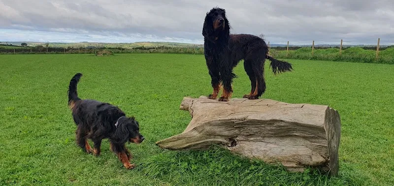 Ffynnone Dog Field secure private dog field in Abercych, SA37 0HE
