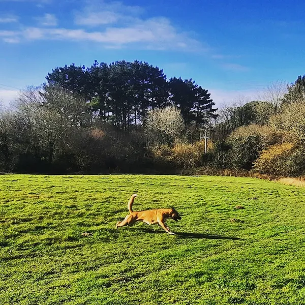 Polgoda Dogs Grooming and Exercise Field secure private dog field in Zelah, TR4 9HA