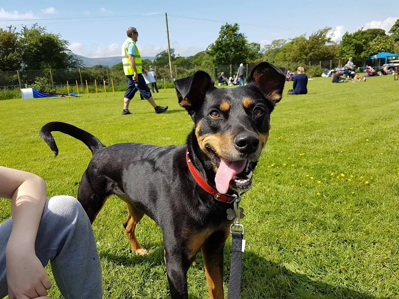 Dumfries & Galloway Canine Rescue Centre secure private dog field in DG1 4RH