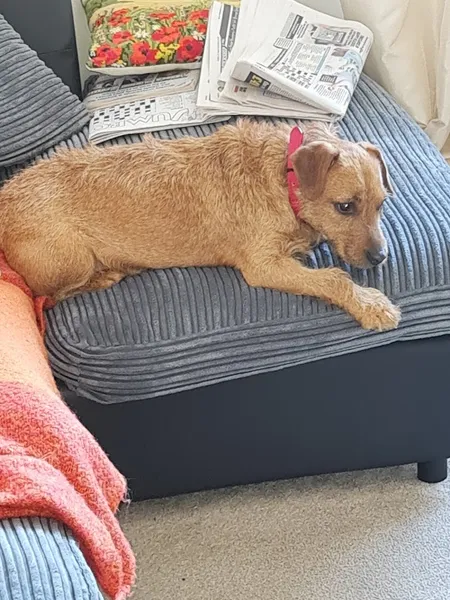 Dumfries & Galloway Canine Rescue Centre secure private dog field in DG1 4RH