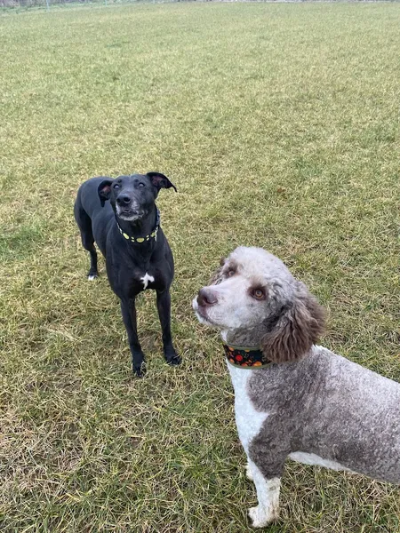 The Grange Dog Park secure private dog field in Market Rasen, LN8 5SH