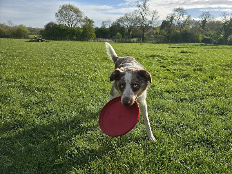 HoundaboutMK secure private dog field in Little Horwood, MK17 0PD