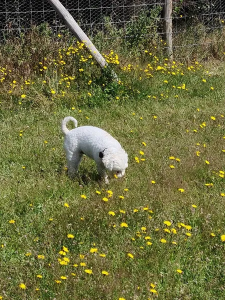 Dogs Jump for Joy secure private dog field in Woking, GU23 6DS