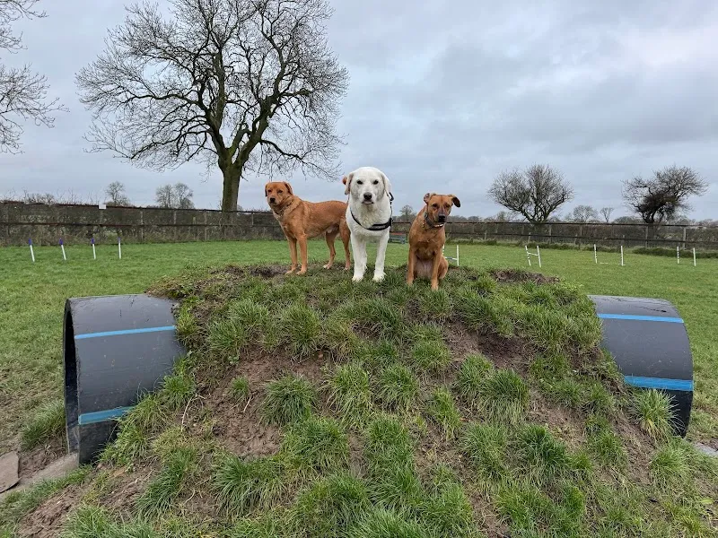Wolvey Dog Walking Field- Cottage Farm secure private dog field in Wolvey, LE10 3HF