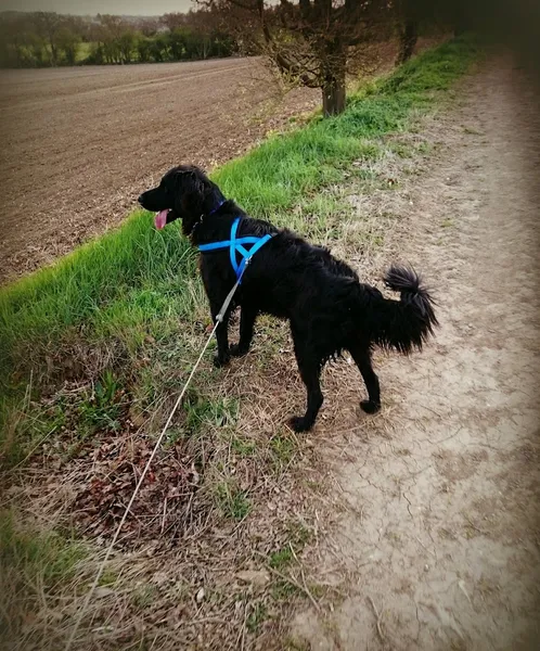 Caidge Canines Meadow Hire secure private dog field in Southminster, CM0 7BG