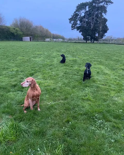 Paw Paddock - Westbourne secure private dog field in Emsworth, PO10 8RU