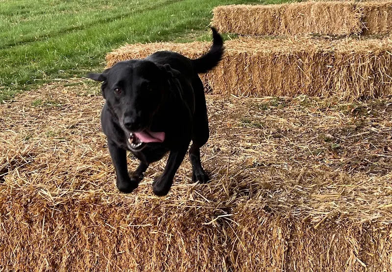 Cranford Dog Walking Park secure private dog field in Kettering, NN14 4AF