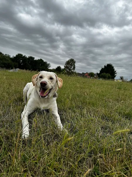 Blasford Hill Dog Park secure private dog field in Little Waltham, CM3 3PF