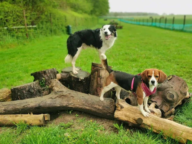 Hounds & Hooves secure private dog field in Whitcombe Dorchester, DT2 8NY