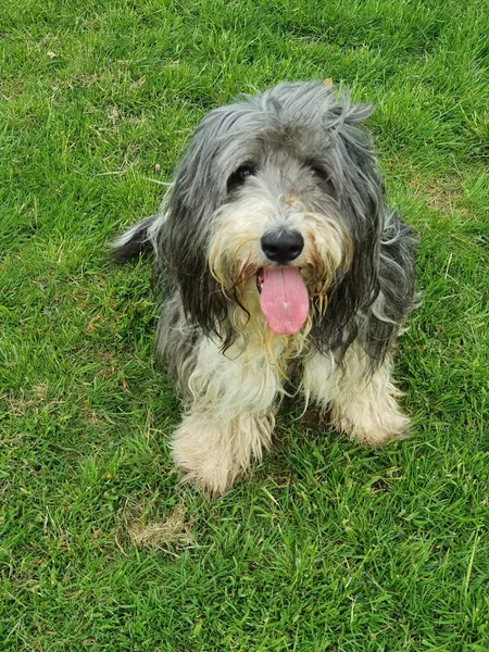 Run Free Dog Fields - Cardross secure private dog field in Dumbarton, G82 5HN