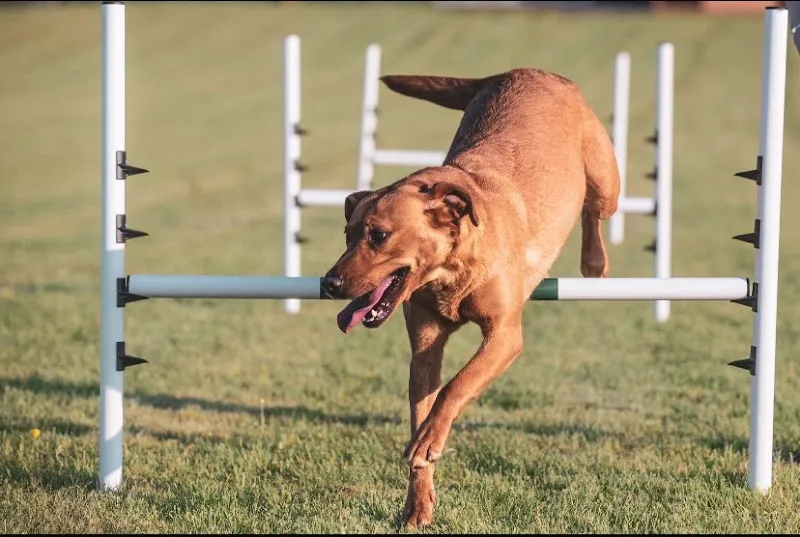 Wellfield Dog Park secure private dog field in Kirkby Stephen, CA17 4PE
