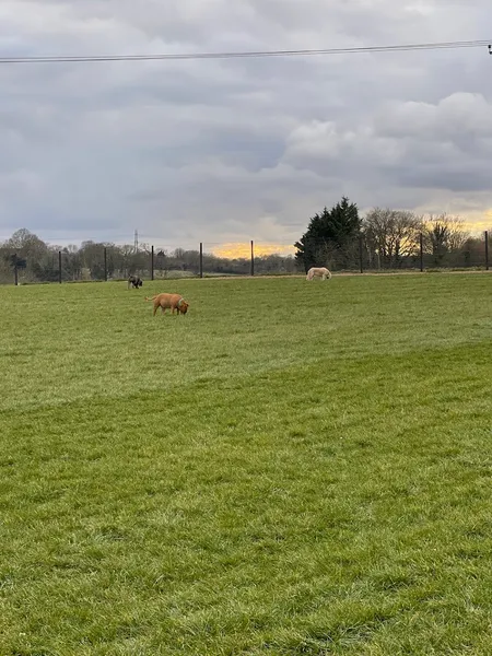 Grow Walkies - Flamstead secure private dog field in St Albans, AL3 8HS