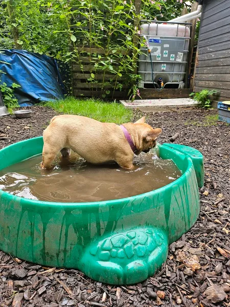 Heron's Meado secure private dog field in Stroud, GL5 5EX