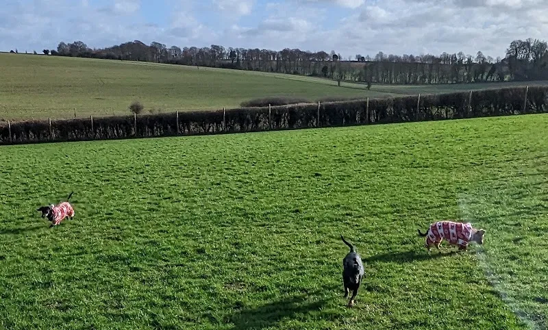 Paw Paddock - Mapledurwell secure private dog field in Basingstoke, RG25 2LH
