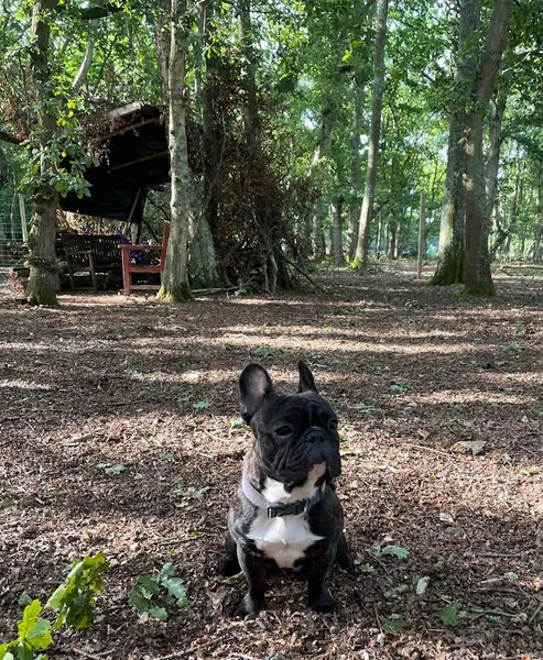 K9 Woods secure private dog field in West Parley, BH22 8SH