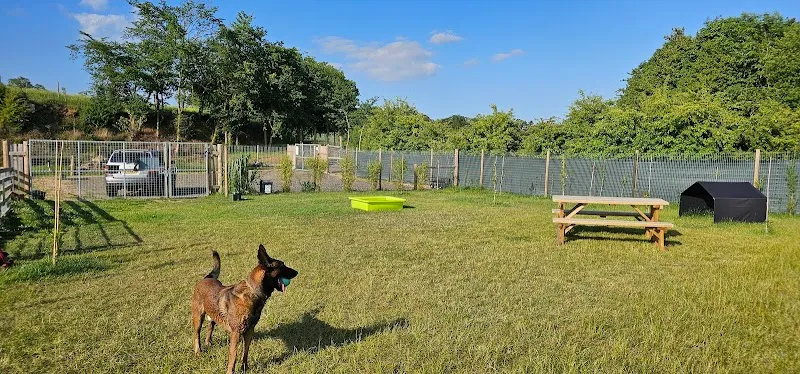 Norfolk Run Free secure private dog field in Norfolk, NR35 2HL