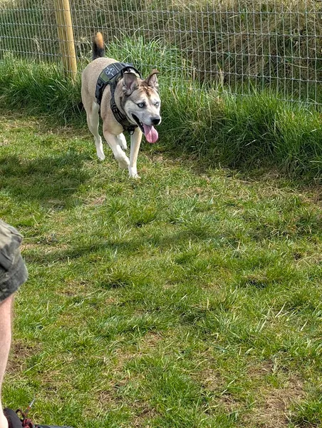 K9s on the Collin secure private dog field in Ballyclare, BT39 9TE