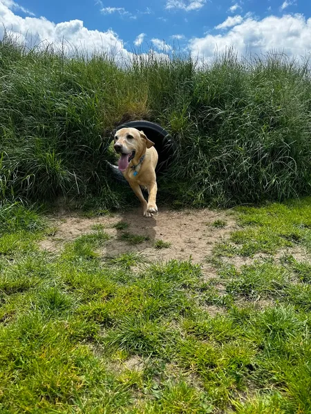 Larches Dog Fields Thornbury secure private dog field in South Gloucestershire, BS35 3TT