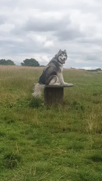 Carefree Dog Walking Fields secure private dog field in Plymouth, PL7 5AD