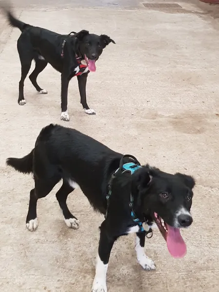 Dog Walking Field - Pawz Let Loose secure private dog field in Pinxton, NG16 6HY