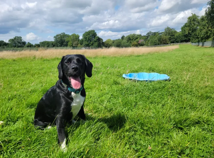 K9 Country Club secure private dog field in Gaddesby, LE7 4WF