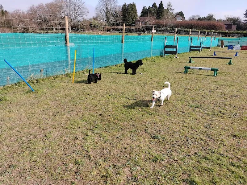 Woofs & Wags secure private dog field in Liphook, GU30 7SH