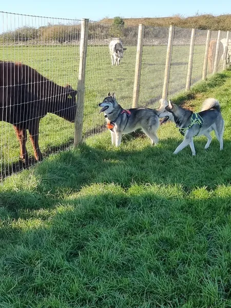 Angelwood Lodge secure private dog field in The Vale of Glamorgan, CF35 5AH