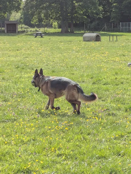 Furry Friends Freedom Field secure private dog field in Ifield Wood, RH11 0LA