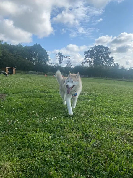 Bridge Paddocks Walkies secure private dog field in Wolverhampton, WV9 5BF